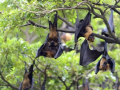 WHO monitoring Nipah cases in India, rules out travel curbs - Hindi News | WHO monitoring Nipah cases in India, rules out travel curbs | Latest technology News at Lokmattimes.com