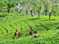 Assam: TAI welcomes Union Budget, hails focus on agriculture, tea workers’ welfare - Hindi News | Assam: TAI welcomes Union Budget, hails focus on agriculture, tea workers’ welfare | Latest business News at Lokmattimes.com