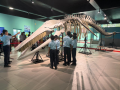 Whale skeleton and marine mammal songs captivate visitors at CMFRI Foundation Day - Hindi News | Whale skeleton and marine mammal songs captivate visitors at CMFRI Foundation Day | Latest technology News at Lokmattimes.com