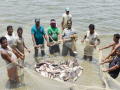 US tariff cut to provide relief to aquaculture sector, says Andhra minister - Hindi News | US tariff cut to provide relief to aquaculture sector, says Andhra minister | Latest business News at Lokmattimes.com