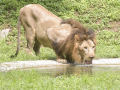 Asiatic lion population at 891, up from 674 in 2020: MoS Kirti Vardhan Singh - Hindi News | Asiatic lion population at 891, up from 674 in 2020: MoS Kirti Vardhan Singh | Latest national News at Lokmattimes.com