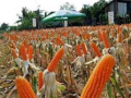 Thoothukudi maize farmers seek MSP for Rabi crop as prices crash below cost of production - Hindi News | Thoothukudi maize farmers seek MSP for Rabi crop as prices crash below cost of production | Latest national News at Lokmattimes.com
