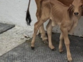 Gujarat records first Gyr calf born through IVF in Amreli - Hindi News | Gujarat records first Gyr calf born through IVF in Amreli | Latest technology News at Lokmattimes.com