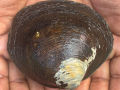 CMFRI breakthrough revives hope for mangrove clam restoration - Hindi News | CMFRI breakthrough revives hope for mangrove clam restoration | Latest technology News at Lokmattimes.com