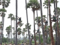 Palm climbers demand lifting of toddy ban in Tamil Nadu to protect livelihoods - Hindi News | Palm climbers demand lifting of toddy ban in Tamil Nadu to protect livelihoods | Latest national News at Lokmattimes.com