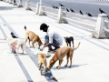 Tripura implements special measures to control stray dogs, roadside animals as per SC orders - Hindi News | Tripura implements special measures to control stray dogs, roadside animals as per SC orders | Latest national News at Lokmattimes.com