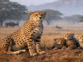 Cheetahs becoming integral part of India's forest ecosystem again: MP govt - Hindi News | Cheetahs becoming integral part of India's forest ecosystem again: MP govt | Latest national News at Lokmattimes.com