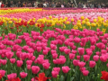 NDMC to inaugurate annual Tulip Festival 2026 tomorrow - Hindi News | NDMC to inaugurate annual Tulip Festival 2026 tomorrow | Latest national News at Lokmattimes.com