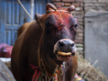Gorakshaks intercept container transporting cows in Hyderabad​ - Hindi News | Gorakshaks intercept container transporting cows in Hyderabad​ | Latest national News at Lokmattimes.com