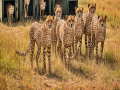 Madhya Pradesh: Third batch of cheetahs to arrive in Kuno from Botswana - Hindi News | Madhya Pradesh: Third batch of cheetahs to arrive in Kuno from Botswana | Latest national News at Lokmattimes.com
