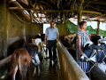 Gujarat's 'Miracle Boy' boosts dairy yields with record artificial insemination success - Hindi News | Gujarat's 'Miracle Boy' boosts dairy yields with record artificial insemination success | Latest national News at Lokmattimes.com