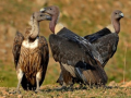 TN, Kerala, Karnataka to join hands for March 7-8 Nilgiri Vulture census - Hindi News | TN, Kerala, Karnataka to join hands for March 7-8 Nilgiri Vulture census | Latest national News at Lokmattimes.com