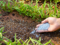 Govt caps fertiliser prices to shield farmers from global volatility - Hindi News | Govt caps fertiliser prices to shield farmers from global volatility | Latest national News at Lokmattimes.com