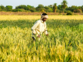 Natural farming boosts productivity, incomes by 30 pc in Andhra Pradesh: Report - Hindi News | Natural farming boosts productivity, incomes by 30 pc in Andhra Pradesh: Report | Latest national News at Lokmattimes.com