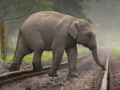 110 wildlife mortality railway stretches getting structures for safe passage: Ministry - Hindi News | 110 wildlife mortality railway stretches getting structures for safe passage: Ministry | Latest national News at Lokmattimes.com