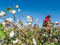 Cabinet okays MSP funding of Rs 1,718.56 crore to CCI to empower cotton farmers - Hindi News | Cabinet okays MSP funding of Rs 1,718.56 crore to CCI to empower cotton farmers | Latest technology News at Lokmattimes.com