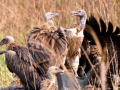 6 endangered captive-bred vultures released in Assam Aviary - Hindi News | 6 endangered captive-bred vultures released in Assam Aviary | Latest national News at Lokmattimes.com