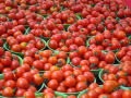 Crash in tomato prices forces TN farmers to halt harvest - Hindi News | Crash in tomato prices forces TN farmers to halt harvest | Latest business News at Lokmattimes.com