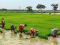 MSP disparity emerges as key poll issue for Cauvery delta farmers ahead of TN elections - Hindi News | MSP disparity emerges as key poll issue for Cauvery delta farmers ahead of TN elections | Latest business News at Lokmattimes.com