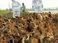 Over 22,000 birds culled, buried as flu outbreak confirmed in Chhattisgarh's Bilaspur - Hindi News | Over 22,000 birds culled, buried as flu outbreak confirmed in Chhattisgarh's Bilaspur | Latest health News at Lokmattimes.com