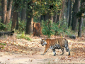 Jharkhand HC raps state govt, summons top official over tiger conservation at Palamu Reserve - Hindi News | Jharkhand HC raps state govt, summons top official over tiger conservation at Palamu Reserve | Latest national News at Lokmattimes.com