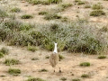 Rare Great Indian Bustard chick born in Gujarat following advanced wildlife initiative - Hindi News | Rare Great Indian Bustard chick born in Gujarat following advanced wildlife initiative | Latest national News at Lokmattimes.com
