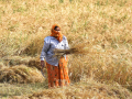 India clocks unprecedented foodgrain output, boosts institutional support to farmers - Hindi News | India clocks unprecedented foodgrain output, boosts institutional support to farmers | Latest business News at Lokmattimes.com