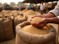 Madhya Pradesh: Wheat procurement at MSP to begin from April 10 and 15 after fresh reschedule - Hindi News | Madhya Pradesh: Wheat procurement at MSP to begin from April 10 and 15 after fresh reschedule | Latest national News at Lokmattimes.com