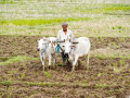 92 pc monsoon forecast, 35 pc deficit risk cloud FY27 farm outlook - Hindi News | 92 pc monsoon forecast, 35 pc deficit risk cloud FY27 farm outlook | Latest business News at Lokmattimes.com