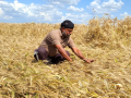 Centre eases wheat procurement norms, relief for rain-hit Rajasthan farmers​ - Hindi News | Centre eases wheat procurement norms, relief for rain-hit Rajasthan farmers​ | Latest national News at Lokmattimes.com