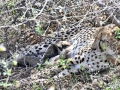 MP: Four cheetah cubs born in wild at Kuno National Park​ - Hindi News | MP: Four cheetah cubs born in wild at Kuno National Park​ | Latest national News at Lokmattimes.com