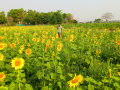 Centre okays Rs 4,886 crore package to buy sunflower, gram at MSP to help farmers - Hindi News | Centre okays Rs 4,886 crore package to buy sunflower, gram at MSP to help farmers | Latest national News at Lokmattimes.com