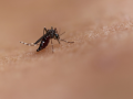 Vietnam warns of rising dengue fever cases - Hindi News | Vietnam warns of rising dengue fever cases | Latest international News at Lokmattimes.com