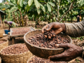 Policy framework, R&D and trade reforms needed to reduce India’s cocoa import: Industry leaders - Hindi News | Policy framework, R&D and trade reforms needed to reduce India’s cocoa import: Industry leaders | Latest business News at Lokmattimes.com