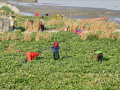 Gujarat: Zero-budget farming helps woman farmer earn Rs 50,000 ​ - Hindi News | Gujarat: Zero-budget farming helps woman farmer earn Rs 50,000 ​ | Latest business News at Lokmattimes.com