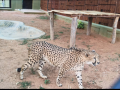 Four African cheetahs arrive at Bengaluru zoo; Forest Minister Khandre receives them - Hindi News | Four African cheetahs arrive at Bengaluru zoo; Forest Minister Khandre receives them | Latest national News at Lokmattimes.com