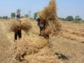 Relief for UP farmers: Wheat procurement norms relaxed, can sell produce at govt centres without registry - Hindi News | Relief for UP farmers: Wheat procurement norms relaxed, can sell produce at govt centres without registry | Latest national News at Lokmattimes.com