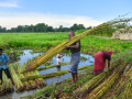 Raw jute traders, balers must sell entire stocks by May 5: Ministry - Hindi News | Raw jute traders, balers must sell entire stocks by May 5: Ministry | Latest business News at Lokmattimes.com