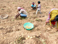 AIKS warns of nationwide stir over crashing potato prices, seeks PM's intervention - Hindi News | AIKS warns of nationwide stir over crashing potato prices, seeks PM's intervention | Latest national News at Lokmattimes.com