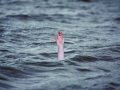 Three minor siblings drown in Aner River in MP's Barwan - Hindi News | Three minor siblings drown in Aner River in MP's Barwan | Latest national News at Lokmattimes.com