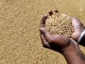 MP allowed to procure 100 lakh metric tonnes of wheat - Hindi News | MP allowed to procure 100 lakh metric tonnes of wheat | Latest business News at Lokmattimes.com