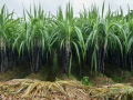 UP to undertake GPS survey of sugarcane crops from May 1 to June 30 - Hindi News | UP to undertake GPS survey of sugarcane crops from May 1 to June 30 | Latest national News at Lokmattimes.com