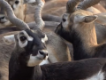 Blackbucks return to Chhattisgarh as community efforts mitigate human-elephant conflict: PM Modi in 'Mann Ki Baat' - Hindi News | Blackbucks return to Chhattisgarh as community efforts mitigate human-elephant conflict: PM Modi in 'Mann Ki Baat' | Latest national News at Lokmattimes.com