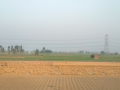 No major pest incidence, strong procurement point to steady wheat output: Govt - Hindi News | No major pest incidence, strong procurement point to steady wheat output: Govt | Latest business News at Lokmattimes.com
