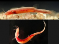 Rare fish species found in underground waters of Assam's Goalpara; CM Sarma hails discovery - Hindi News | Rare fish species found in underground waters of Assam's Goalpara; CM Sarma hails discovery | Latest national News at Lokmattimes.com