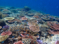 Australian minister urges enhanced protection for Great Barrier Reef - Hindi News | Australian minister urges enhanced protection for Great Barrier Reef | Latest international News at Lokmattimes.com