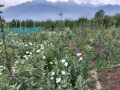 Police destroy poppy cultivation in J&K's Anantnag, register five FIRs - Hindi News | Police destroy poppy cultivation in J&K's Anantnag, register five FIRs | Latest national News at Lokmattimes.com
