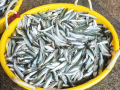 Sardine surge lifts India's marine catch - Hindi News | Sardine surge lifts India's marine catch | Latest national News at Lokmattimes.com
