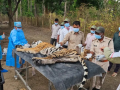 Experts look for CDV outbreak source after big cat family of 5 wiped out in Kanha Tiger Reserve - Hindi News | Experts look for CDV outbreak source after big cat family of 5 wiped out in Kanha Tiger Reserve | Latest national News at Lokmattimes.com
