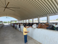 Gujarat: Ahmedabad civic body converts stray cattle dung into energy, cutting waste and costs - Hindi News | Gujarat: Ahmedabad civic body converts stray cattle dung into energy, cutting waste and costs | Latest national News at Lokmattimes.com